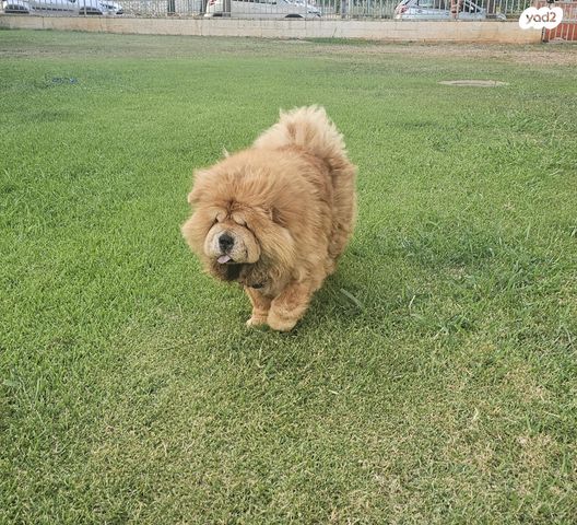 כלב צאו צאו