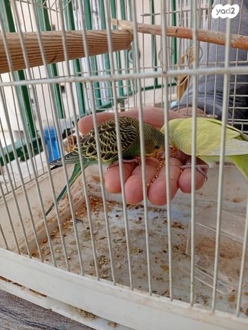 תוכי קאקריקים