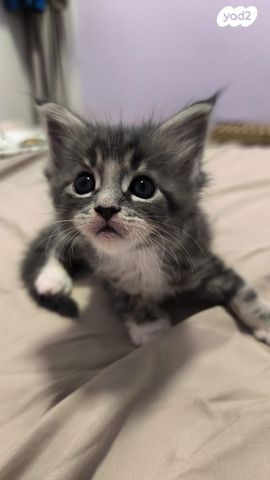 חתול מיין קון