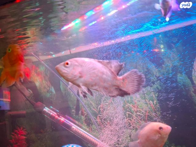 דג ציקלידים