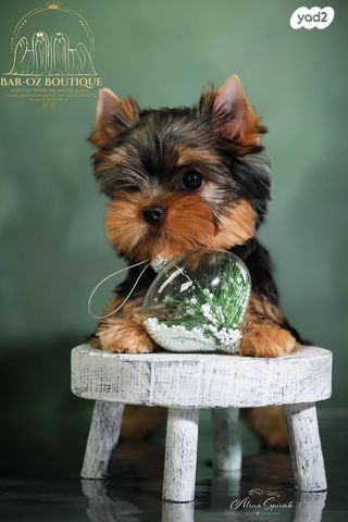 כלב יורקשייר