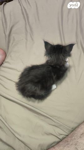 חתול מיין קון