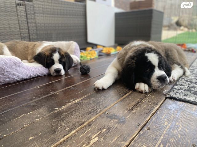 כלב סאן ברנרד