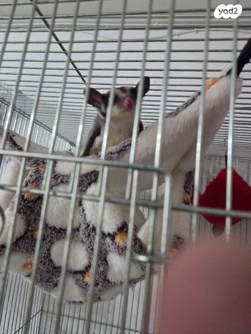 מכרסם סנאי מעופף \ שוגר