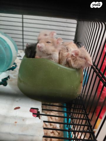 מכרסם אוגר סיבירי