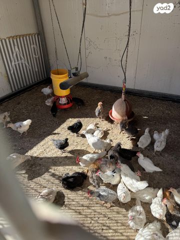 חיית משק בלאדי