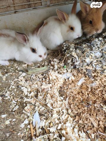 מכרסם ארנב \ שפן