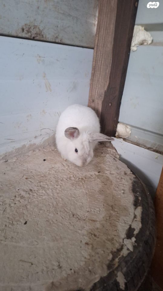 מכרסם ארנב ננסי