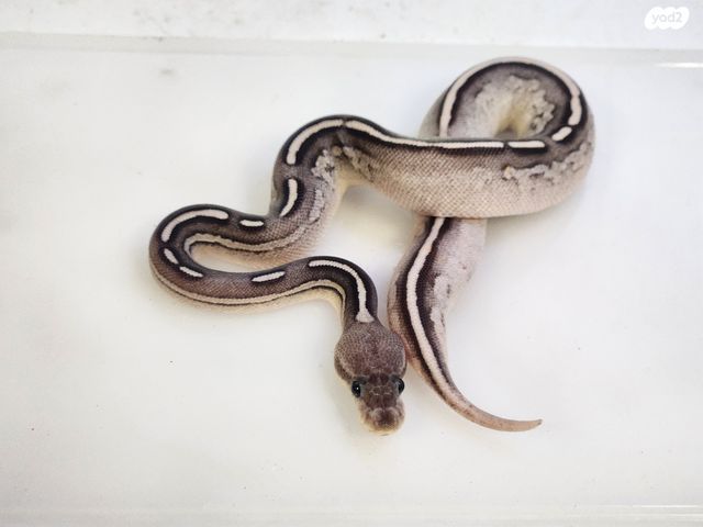 זוחל פיתון מתכדר