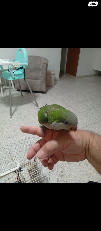 תוכי קאקריקים