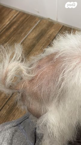 כלב פומרניין/פומרני