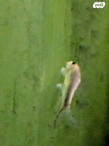 דג דגים טרופיים