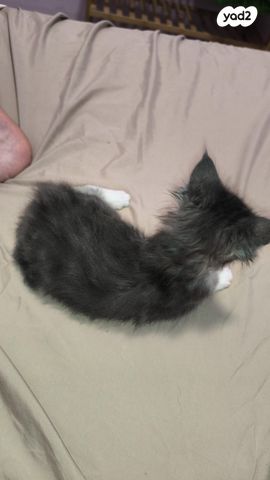 חתול מיין קון