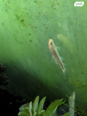 דג דגים טרופיים