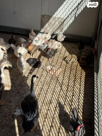 חיית משק בלאדי