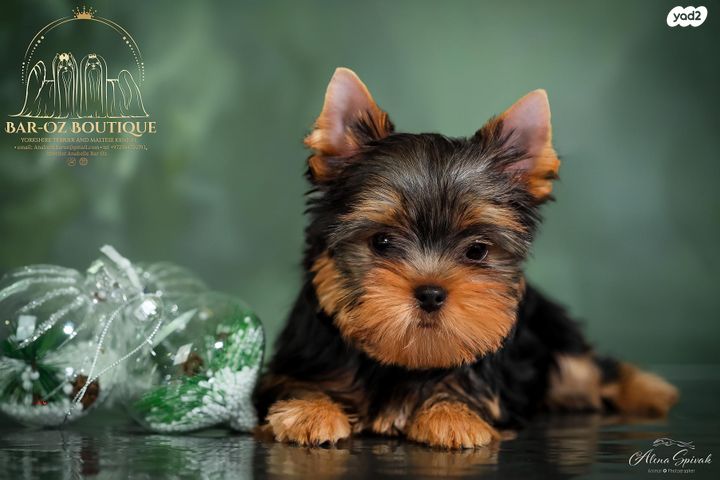 כלב יורקשייר