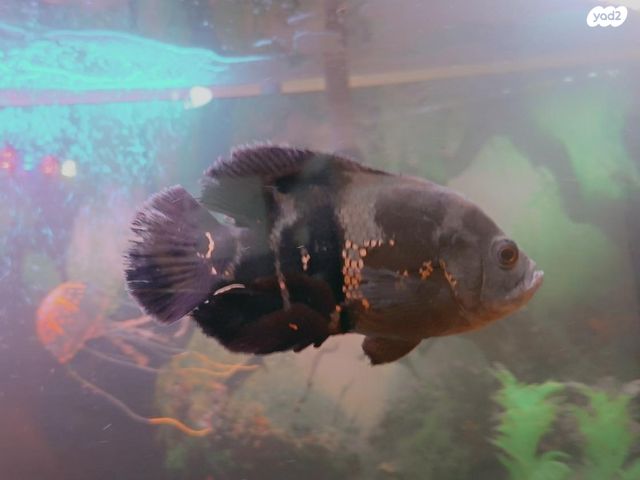 דג ציקלידים