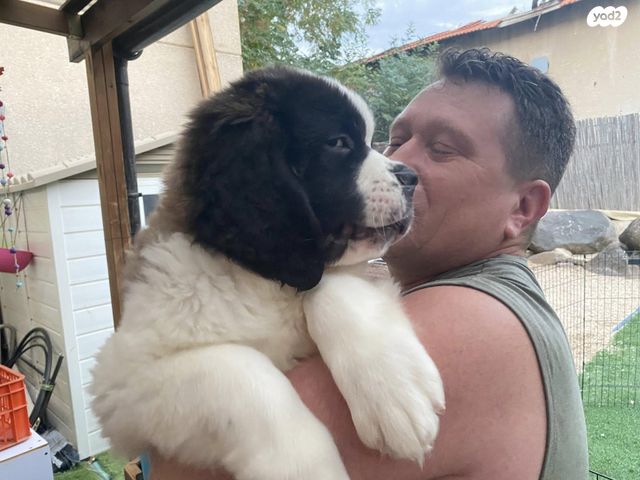 כלב סאן ברנרד