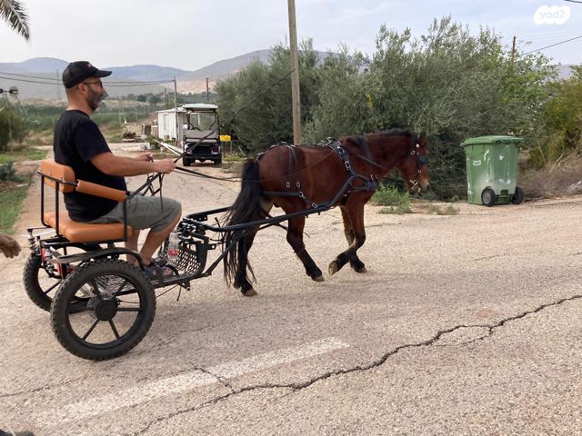 אביזרים | כרכרה