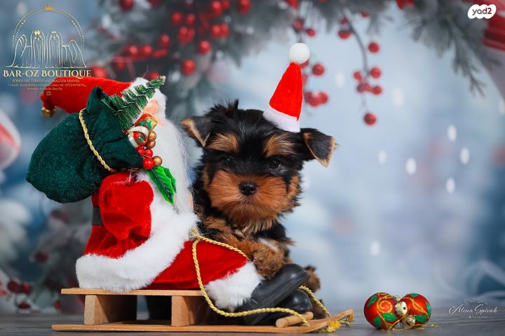 כלב יורקשייר