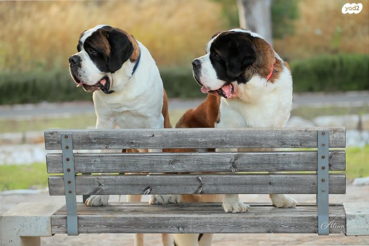 כלב סאן ברנרד