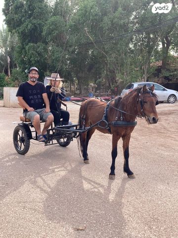 אביזרים | כרכרה