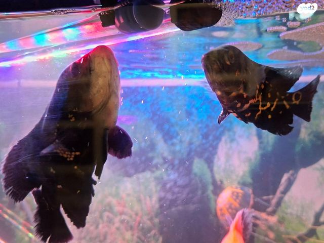 דג ציקלידים