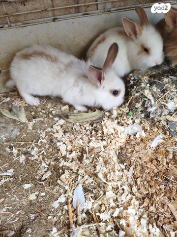 מכרסם ארנב \ שפן