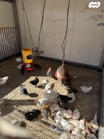 חיית משק בלאדי