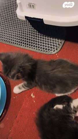 חתול מיין קון