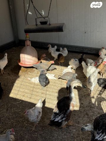 חיית משק בלאדי