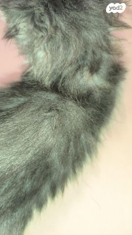 חתול מיין קון