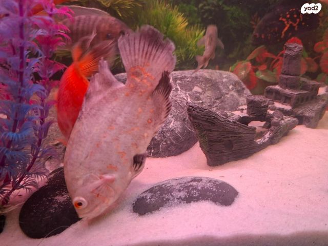 דג ציקלידים