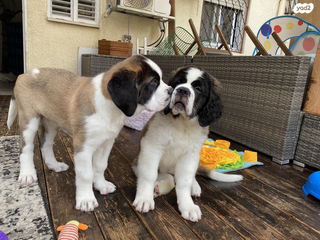 כלב סאן ברנרד