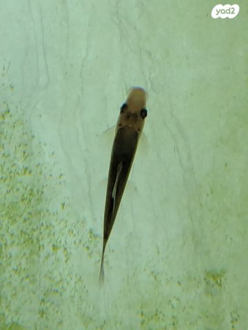 דג דגים טרופיים