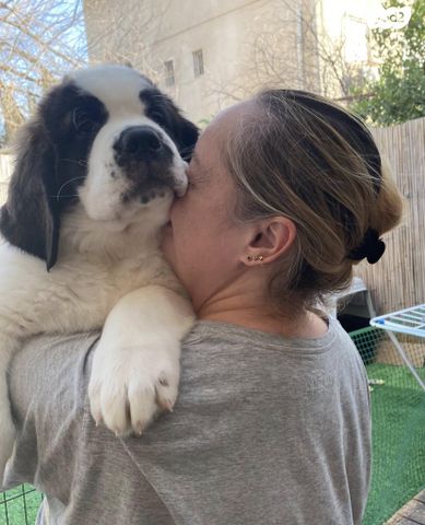 כלב סאן ברנרד