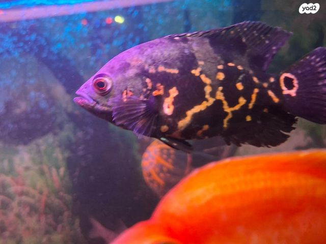 דג ציקלידים