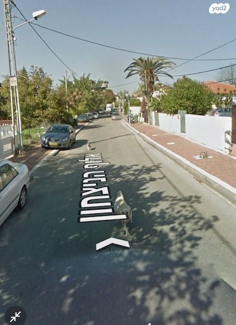 אלוף הניצחון 