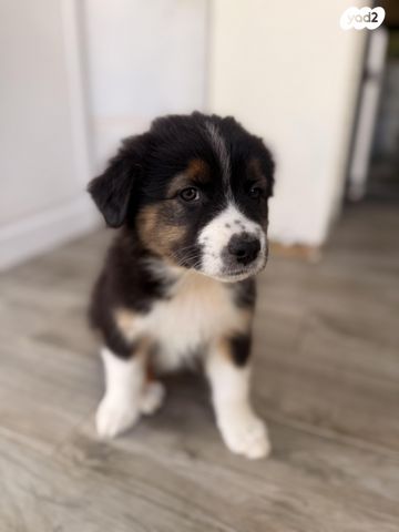 כלב רועים אוסטרלי