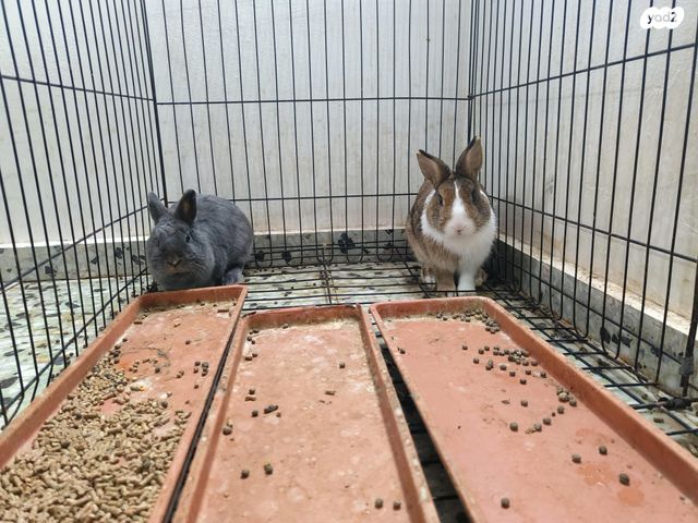 תמונת מודעה - חיות מחמד