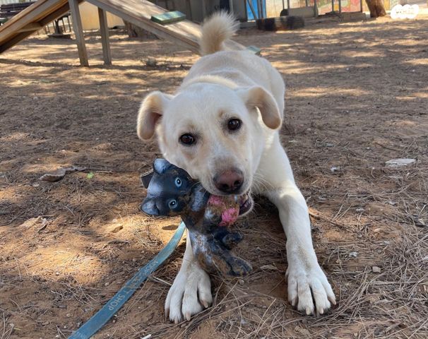 תמונת מודעה - חיות מחמד