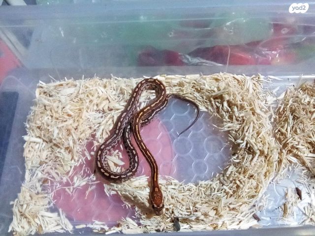 תמונת מודעה - חיות מחמד