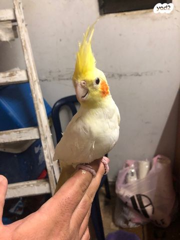 תמונת מודעה - חיות מחמד