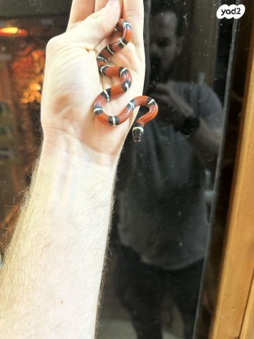 תמונת מודעה - חיות מחמד