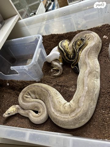 תמונת מודעה - חיות מחמד