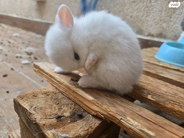 תמונת מודעה - חיות מחמד