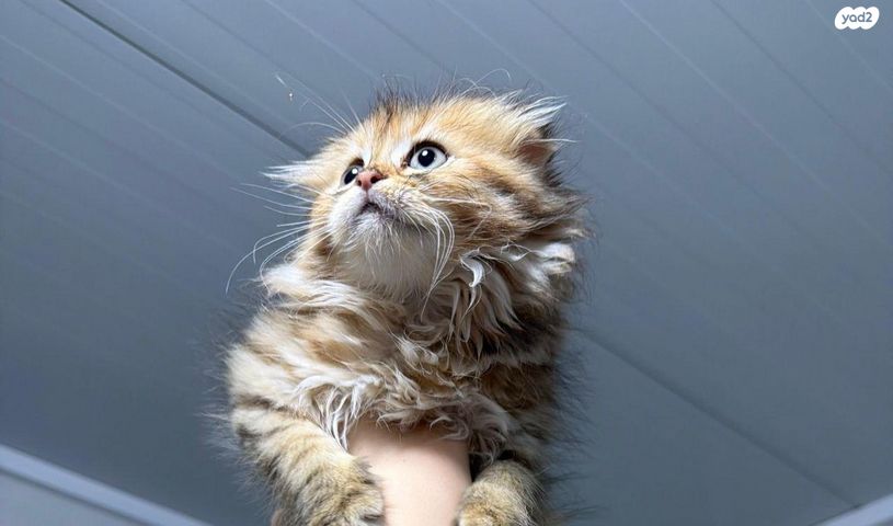 תמונת מודעה - חיות מחמד