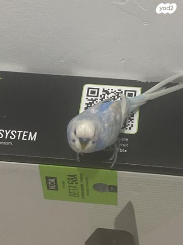 תמונת מודעה - חיות מחמד