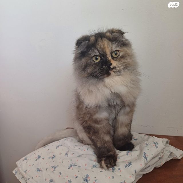 תמונת מודעה - חיות מחמד