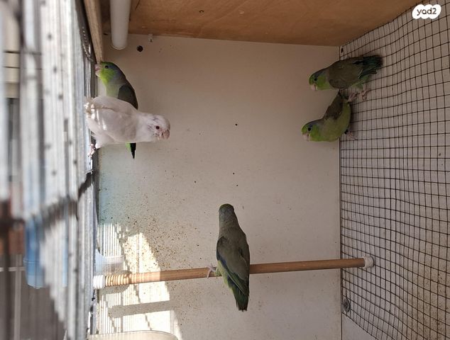 תמונת מודעה - חיות מחמד